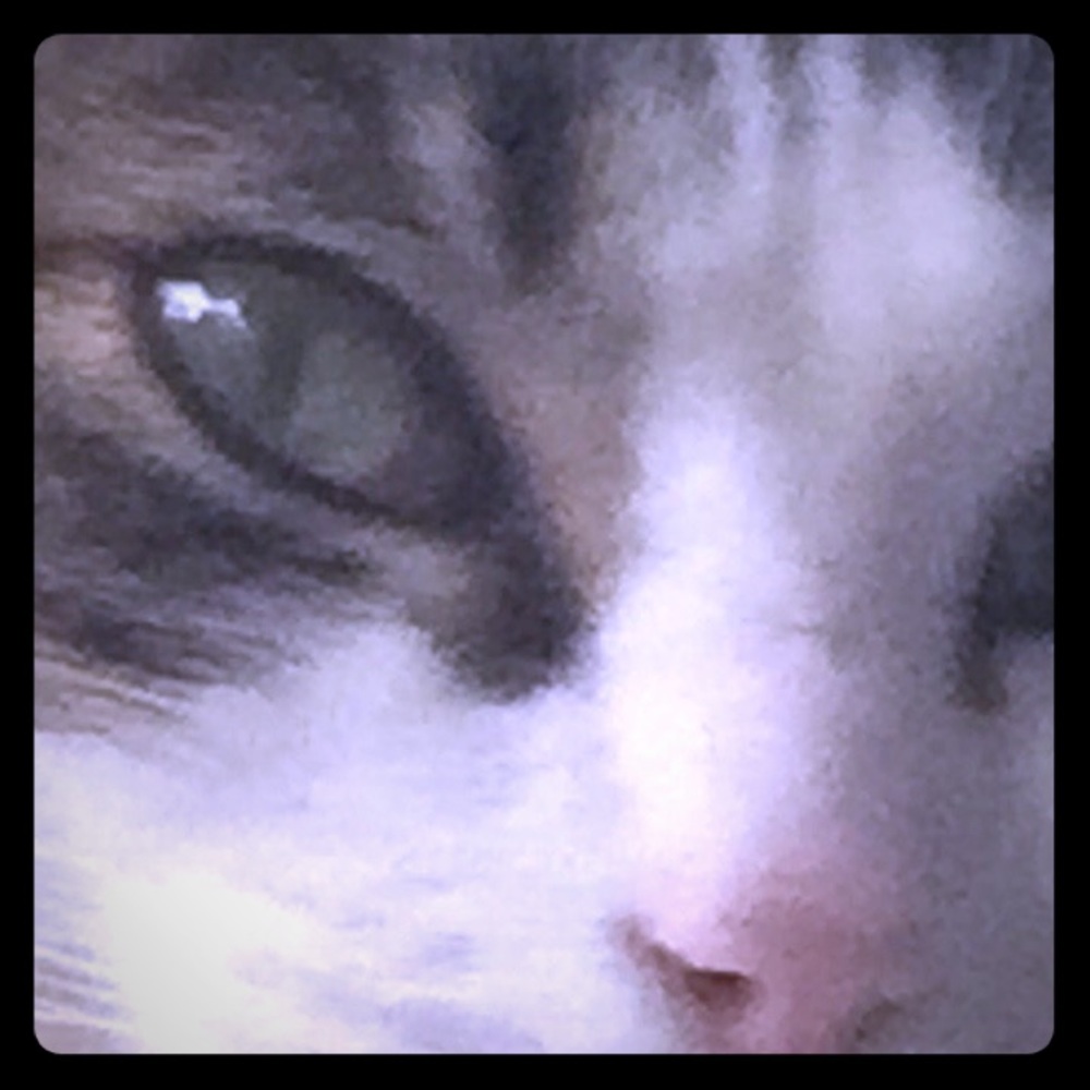 My cats aren’t for sale